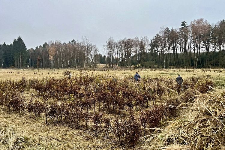 Habrové bludiště ve Vodárenském lese zase o krok dál