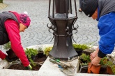 Den Země - výsadba květin na svitavském náměstí - fotogalerie