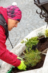 Den Země - výsadba květin na svitavském náměstí - fotogalerie
